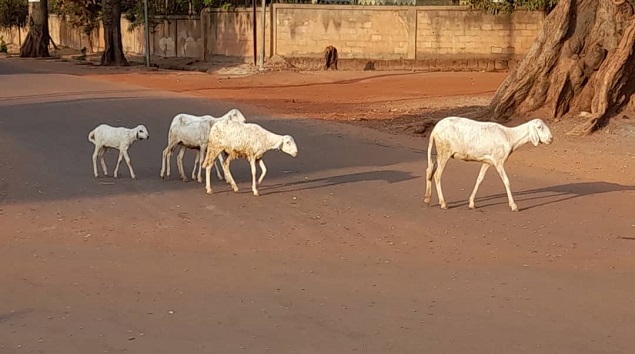 Lutte contre la divagation des animaux sur la voie publique à Parakou : le maire Zul-Kifly Zakarie maintient la rigueur de Charles Toko