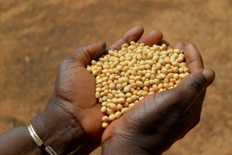 Bénin : les nouvelles règles pour bénéficier des primes agricoles dévoilées